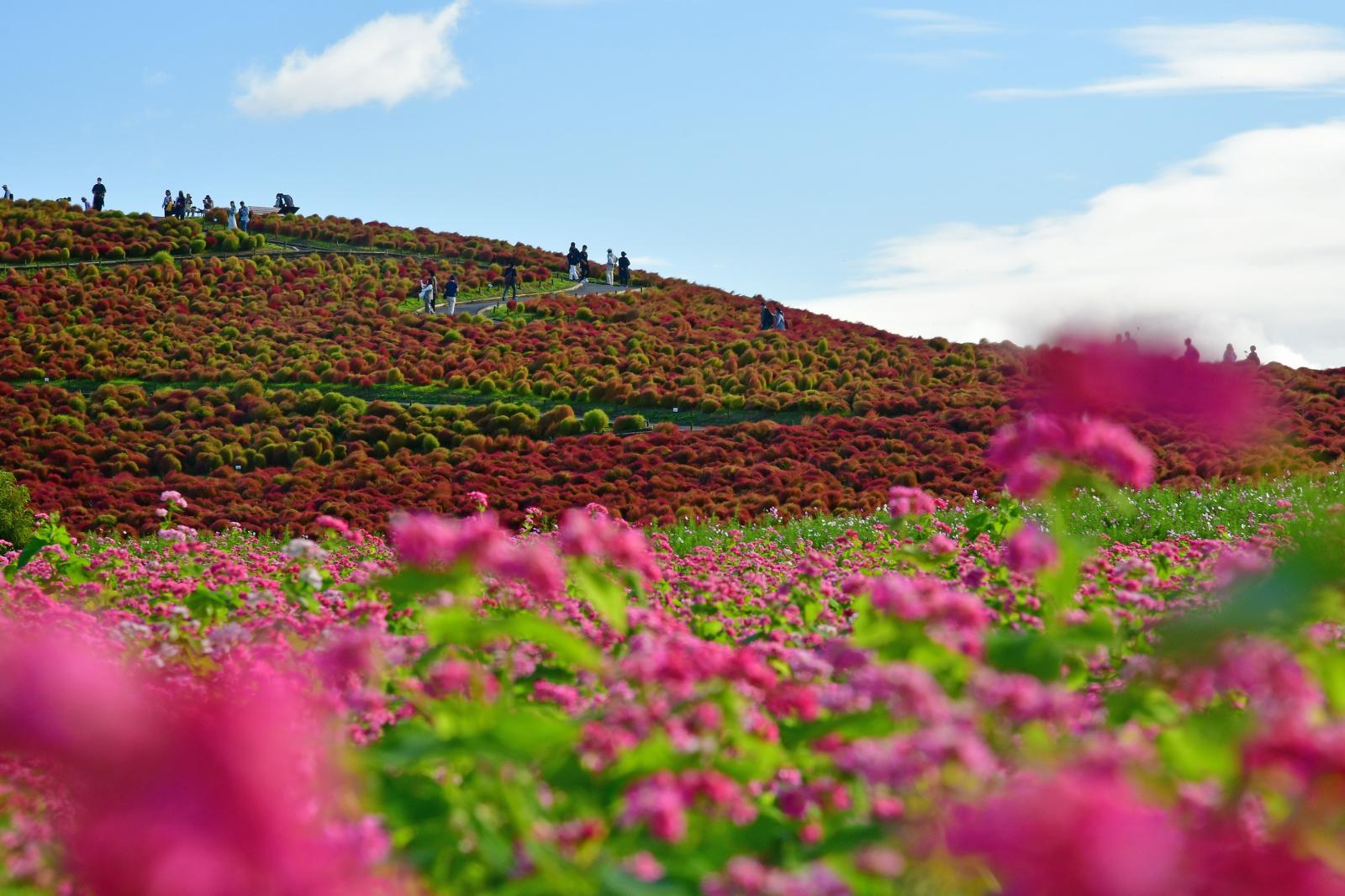 251017高嶺ルビー・コキア