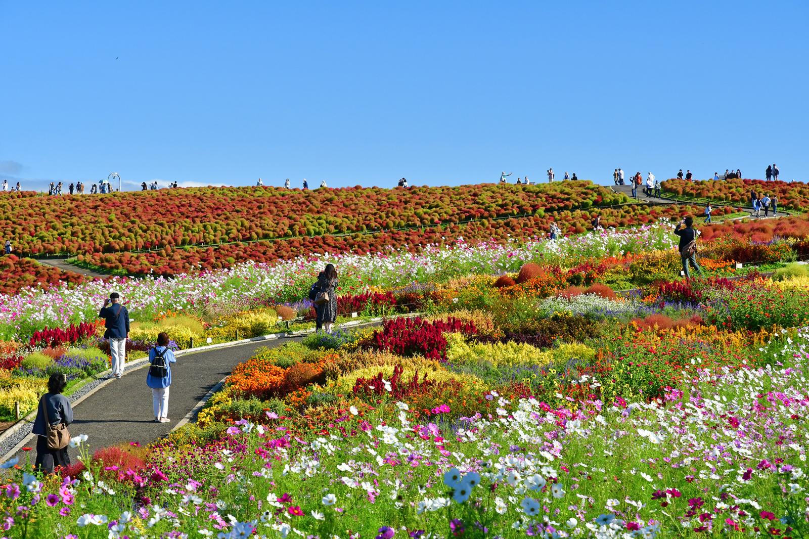 251017ウェルカムガーデン・コキア