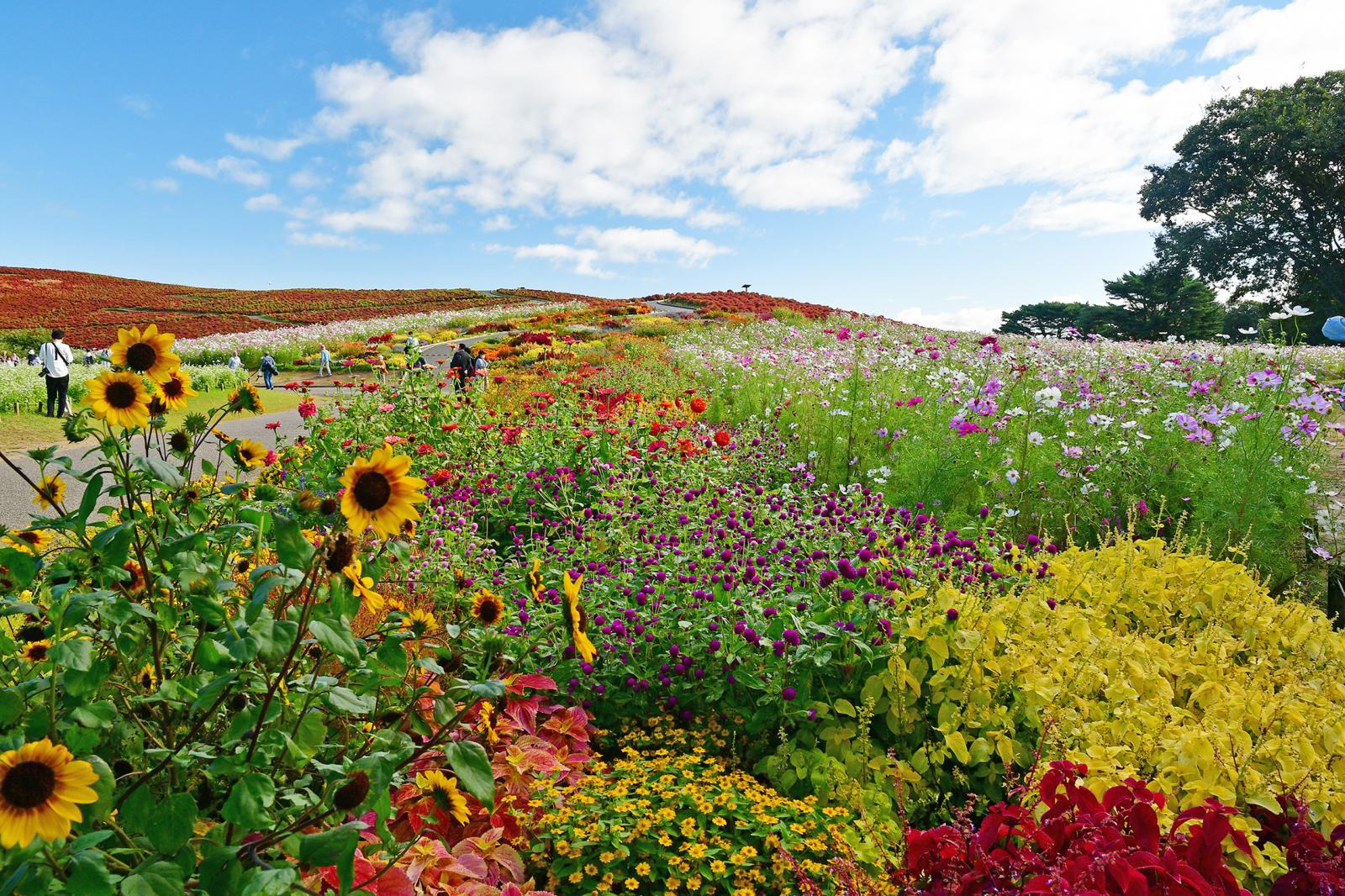 251017みはらしの丘