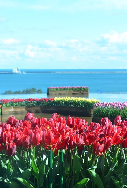 花：アイスチューリップ